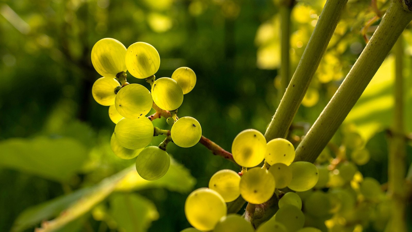 Clusters of green wine grapes growing on the vine